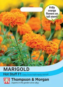 Marigold (African) Hot Stuff F1 - image 1