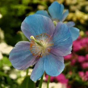 Image Credit: Kernock Park Plants Ltd