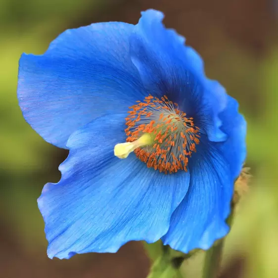 Meconopsis 'Lingholm' 1L - image 1