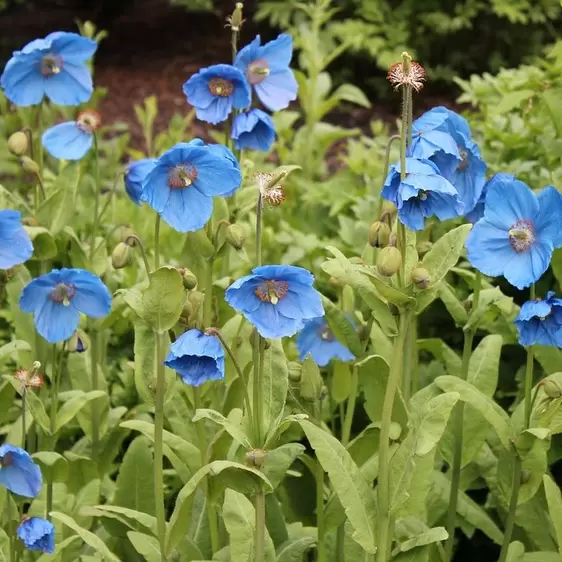 Meconopsis 'Lingholm' 1L - image 2