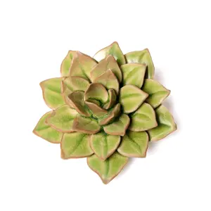 Medium Succulent Wall Art