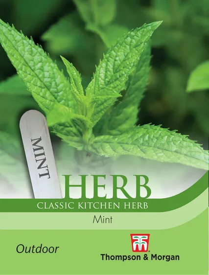 Mint Peppermint - image 1