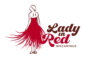 Miscanthus sinensis 'Lady in Red' - image 6