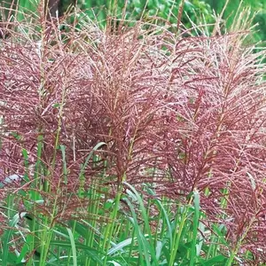 Miscanthus sinensis 'Red Chief' 3L