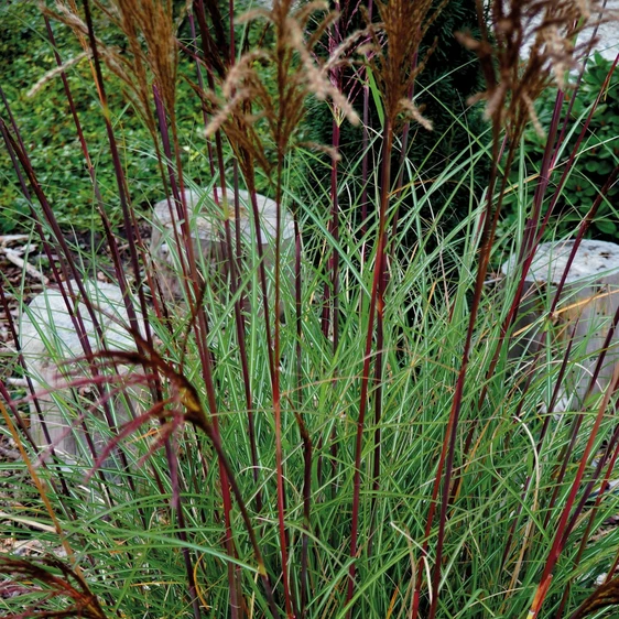 Miscanthus sinensis 'Serengeti' - image 1