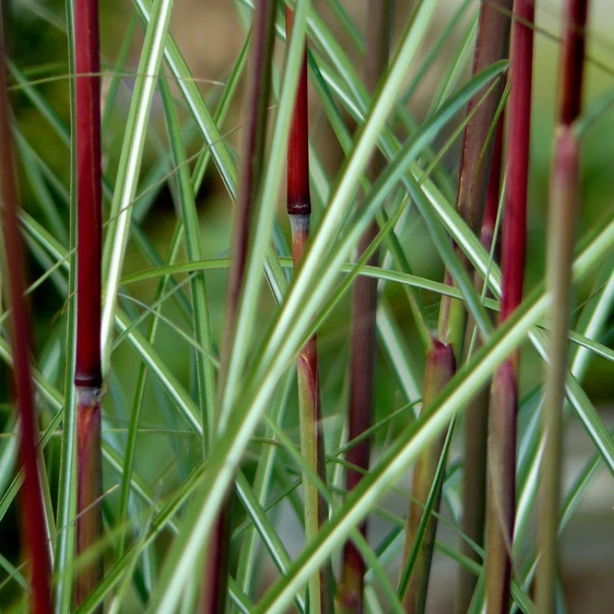 Miscanthus sinensis 'Serengeti' - image 2