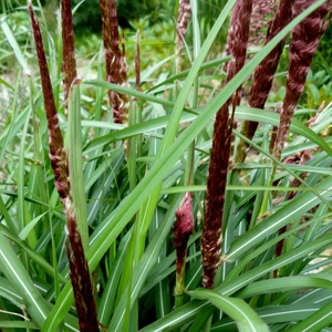 Miscanthus sinensis 'Volcano' - image 1