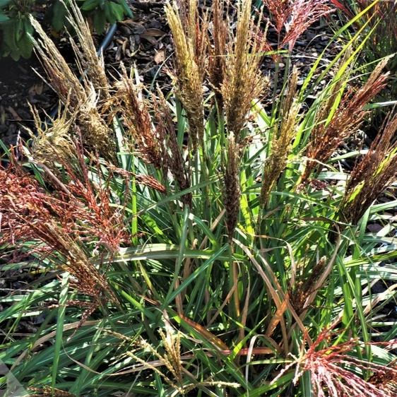 Miscanthus sinensis 'Volcano' - image 2