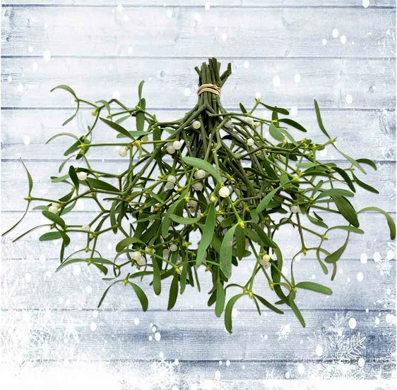 Mistletoe Bundle