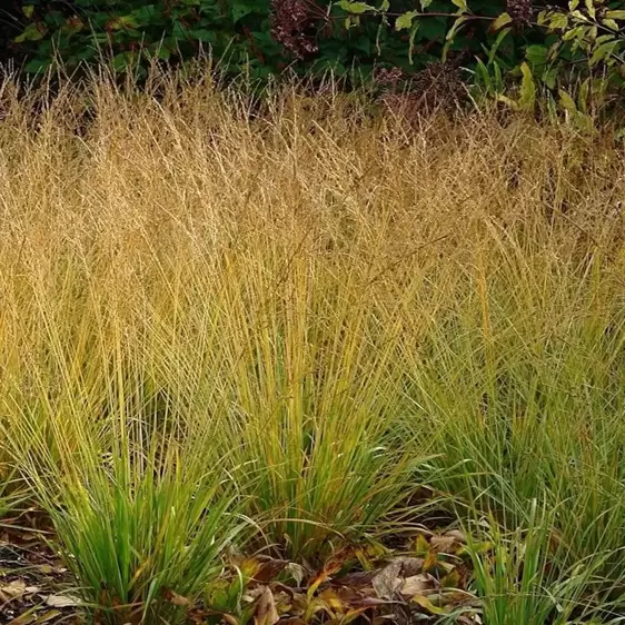 Molinia caerulea subsp. caerulea 'Heidebraut' 1L