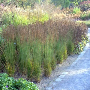 Molinia caerulea subsp. caerulea 'Moorhexe' 1L