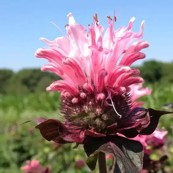 Monarda Bee-You 'Bee-Lieve' 3L