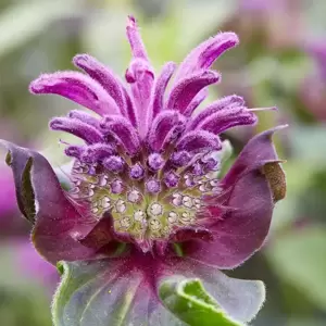 Monarda Bee-You 'Bee-Pure' 3L - image 1