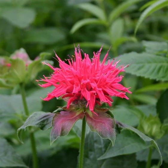 Picture - Kernock Park Plants