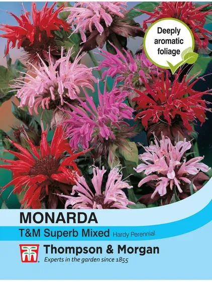 Monarda T&M Superb Mixed - image 1