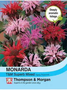 Monarda T&M Superb Mixed - image 1