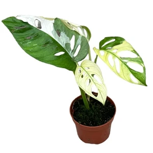 Monstera adansonii Variegated