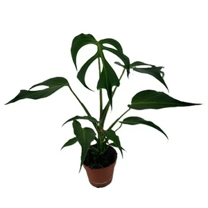 Monstera 'Burle Marx Flame'