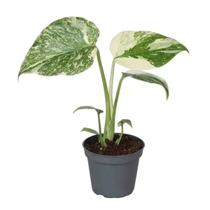 Monstera 'Creme Brulee'