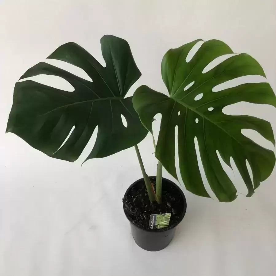 Monstera deliciosa 'Variegata' 19cm - Cowell's Garden Centre