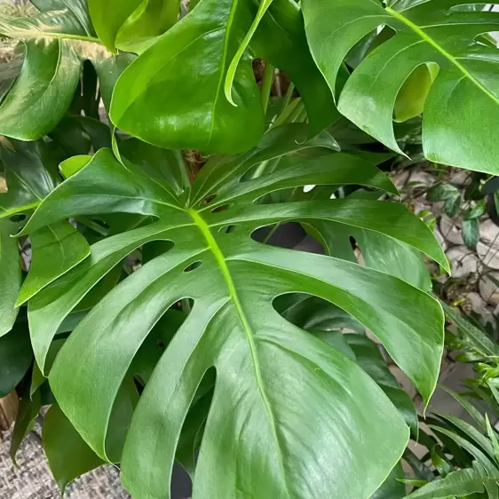 Monstera deliciosa Extra Large 24cm Moss Pole - image 1