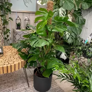 Monstera deliciosa Extra Large 24cm Moss Pole - image 2