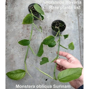 Monstera obliqua - Suriname