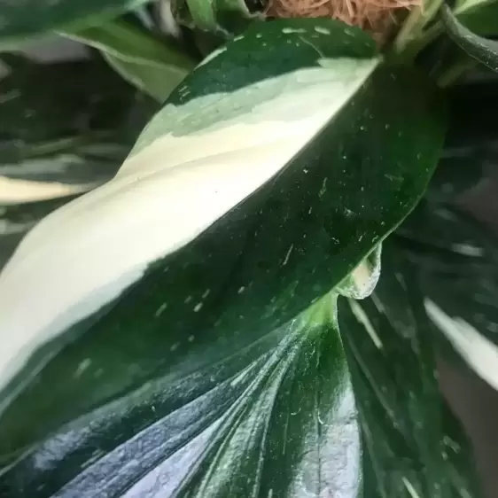 Monstera standleyana / Philodendron 'Cobra' 12cm - image 1