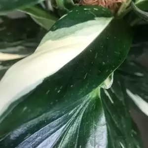 Monstera standleyana / Philodendron 'Cobra' 12cm - image 1