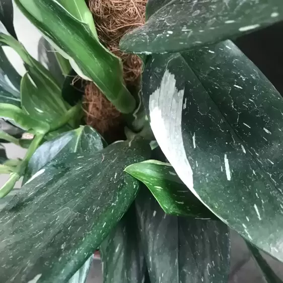 Monstera standleyana / Philodendron 'Cobra' 12cm - image 2