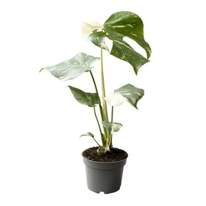 Monstera deliciosa 'Thai Constellation' 12cm - image 2