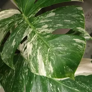 Monstera deliciosa 'Variegata' 15cm - image 1