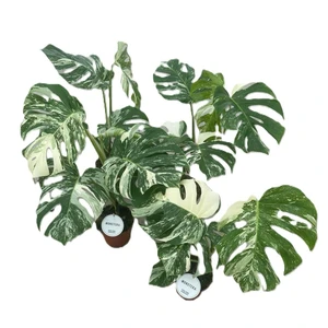 Monstera deliciosa 'Variegata' 15cm - image 3