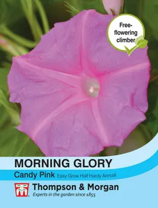 Morning Glory Candy Pink - image 1