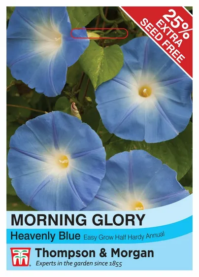 Morning Glory Heavenly Blue - image 1