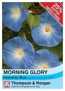 Morning Glory Heavenly Blue - image 1