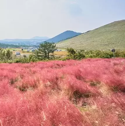 Muhlenbergia capillaris 3L - image 2