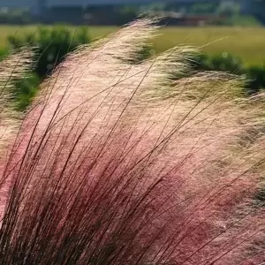 Muhlenbergia capillaris 2L - image 1