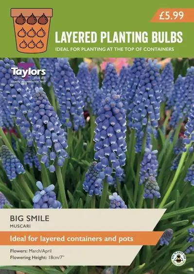 Muscari Big Smile