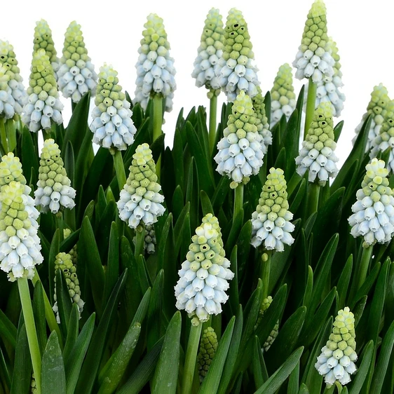 Muscari 'Esther' - image 1