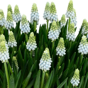 Muscari 'Esther' - image 1