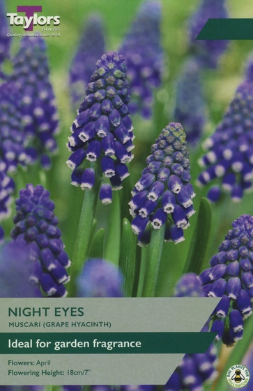 Muscari Night Eyes