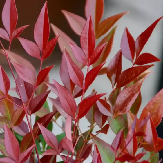 Nandina domestica 'Obsessed' 11cm - image 1