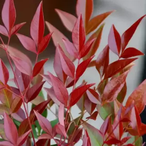 Nandina domestica 'Obsessed' 11cm - image 1