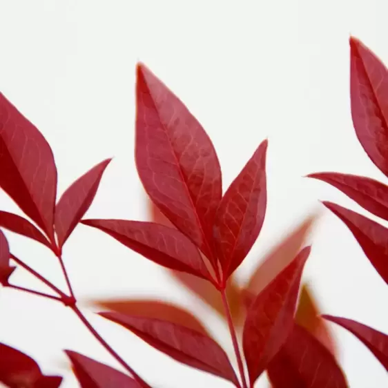 Nandina domestica 'Obsessed' 11cm - image 2