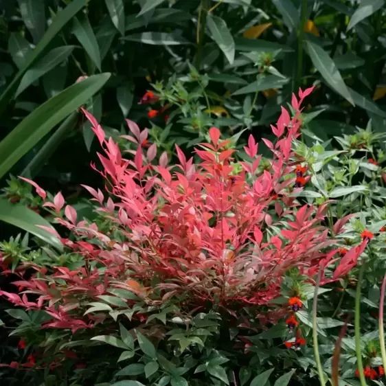 Nandina domestica 'Obsessed' 3L - image 4