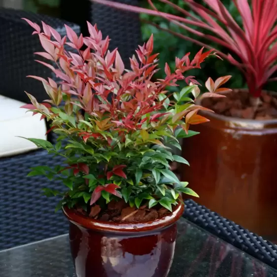 Nandina domestica 'Obsessed' 11cm - image 3