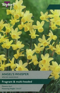 Narcissi Angels Whisper