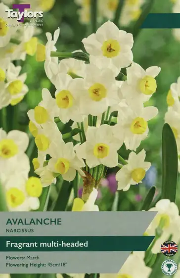 Narcissi Avalanche