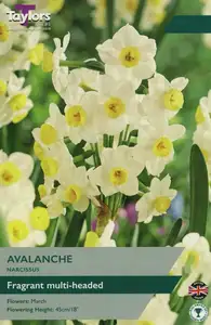 Narcissi Avalanche